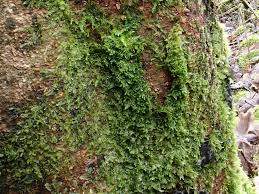 Attēlu rezultāti vaicājumam “Lejeunea cavifolia”