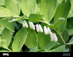 Attēlu rezultāti vaicājumam “Polygonatum odoratum leaf”