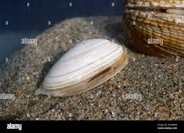 Attēlu rezultāti vaicājumam “Mya arenaria”