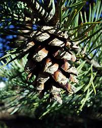 Attēlu rezultāti vaicājumam “Pinus sylvestris fruit”