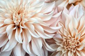Image result for life flower