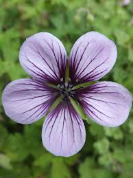 Image result for Geranium `Sandrine`