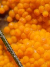 Attēlu rezultāti vaicājumam “Byssonectria fusispora”