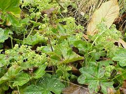 Attēlu rezultāti vaicājumam “Alchemilla subcrenata  flower”