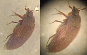 Attēlu rezultāti vaicājumam “Attagenus smirnovi”