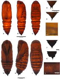 Attēlu rezultāti vaicājumam “Retinia resinella pupa”