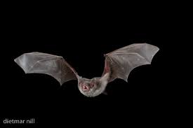 Attēlu rezultāti vaicājumam “Myotis dasycneme”