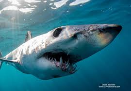 Image result for Isurus oxyrinchus