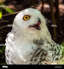 Image result for Bubo scandiacus