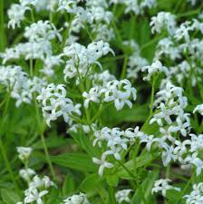 Image result for Galium odoratum