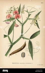 Attēlu rezultāti vaicājumam “Lathyrus sylvestris”