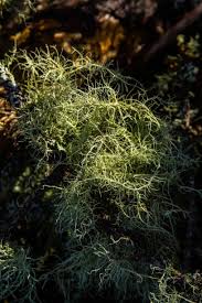 Attēlu rezultāti vaicājumam “Usnea filipendula”