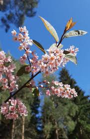 Attēlu rezultāti vaicājumam “Padus avium flower”