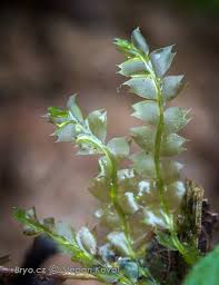 Attēlu rezultāti vaicājumam “Chiloscyphus”