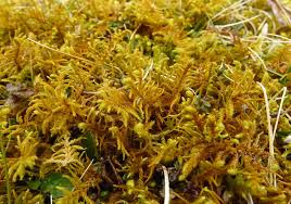 Attēlu rezultāti vaicājumam “Thuidium assimile”