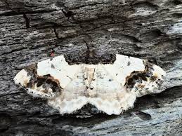 Attēlu rezultāti vaicājumam “Ligdia adustata”