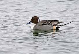 Attēlu rezultāti vaicājumam “Anas acuta male”