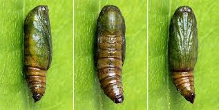 Attēlu rezultāti vaicājumam “Eupithecia pusillata”