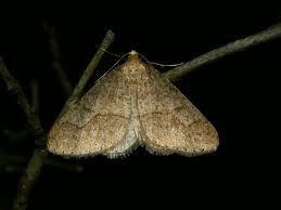 Attēlu rezultāti vaicājumam “Eulithis pyropata”