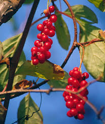 Attēlu rezultāti vaicājumam “Schisandra chinensis flower”