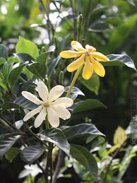 Attēlu rezultāti vaicājumam “Tubifera sp.”