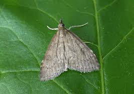 Attēlu rezultāti vaicājumam “Mollisia uda”