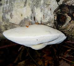 Attēlu rezultāti vaicājumam “Postia tephroleucus”