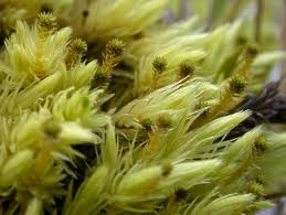 Attēlu rezultāti vaicājumam “Aulacomnium palustre”