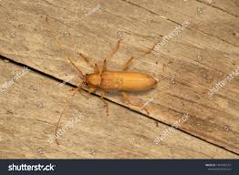 Attēlu rezultāti vaicājumam “Criocephalus rusticus”