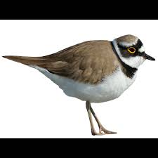 Attēlu rezultāti vaicājumam “Charadrius dubius adult”