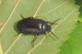 Attēlu rezultāti vaicājumam “Prionychus ater”