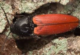 Attēlu rezultāti vaicājumam “Ampedus sp.”