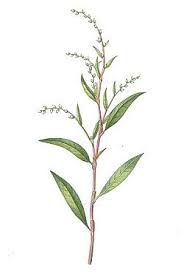 Attēlu rezultāti vaicājumam “Persicaria hydropiper”