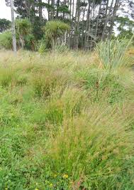 Attēlu rezultāti vaicājumam “Veronica scutellata bud”