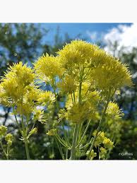 Attēlu rezultāti vaicājumam “Thalictrum flavum”