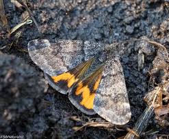 Attēlu rezultāti vaicājumam “Boudinotiana notha”