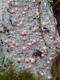 Attēlu rezultāti vaicājumam “Icmadophila ericetorum”