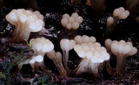 Attēlu rezultāti vaicājumam “Oligonema sp.”