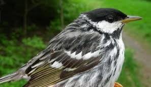 Image result for Dendroica striata