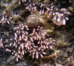 Attēlu rezultāti vaicājumam “Stemonitopsis typhina”