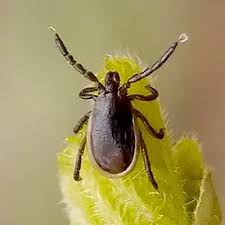 Attēlu rezultāti vaicājumam “Ixodes male”