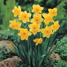 Attēlu rezultāti vaicājumam “Narcissus”