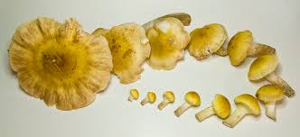 Afbeeldingsresultaat voor yellow mushroom hot pepper