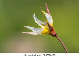 Attēlu rezultāti vaicājumam “Tulipa sylvestris bud”
