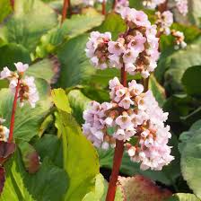 Attēlu rezultāti vaicājumam “Bergenia crassifolia flower”