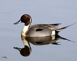 Image result for Anas acuta