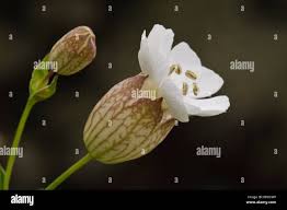 Attēlu rezultāti vaicājumam “Silene vulgaris bud”