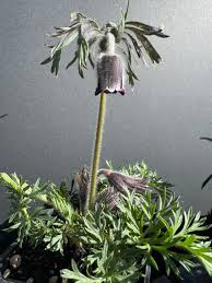 Attēlu rezultāti vaicājumam “Pulsatilla pratensis bud”