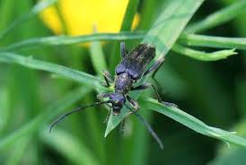 Attēlu rezultāti vaicājumam “Leptura annularis”