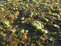 Attēlu rezultāti vaicājumam “Riccia cavernosa”